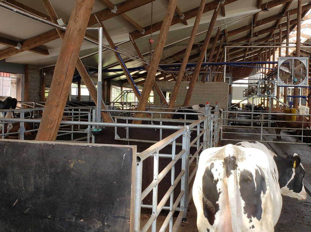 Nopri Dairy Farm景点图片