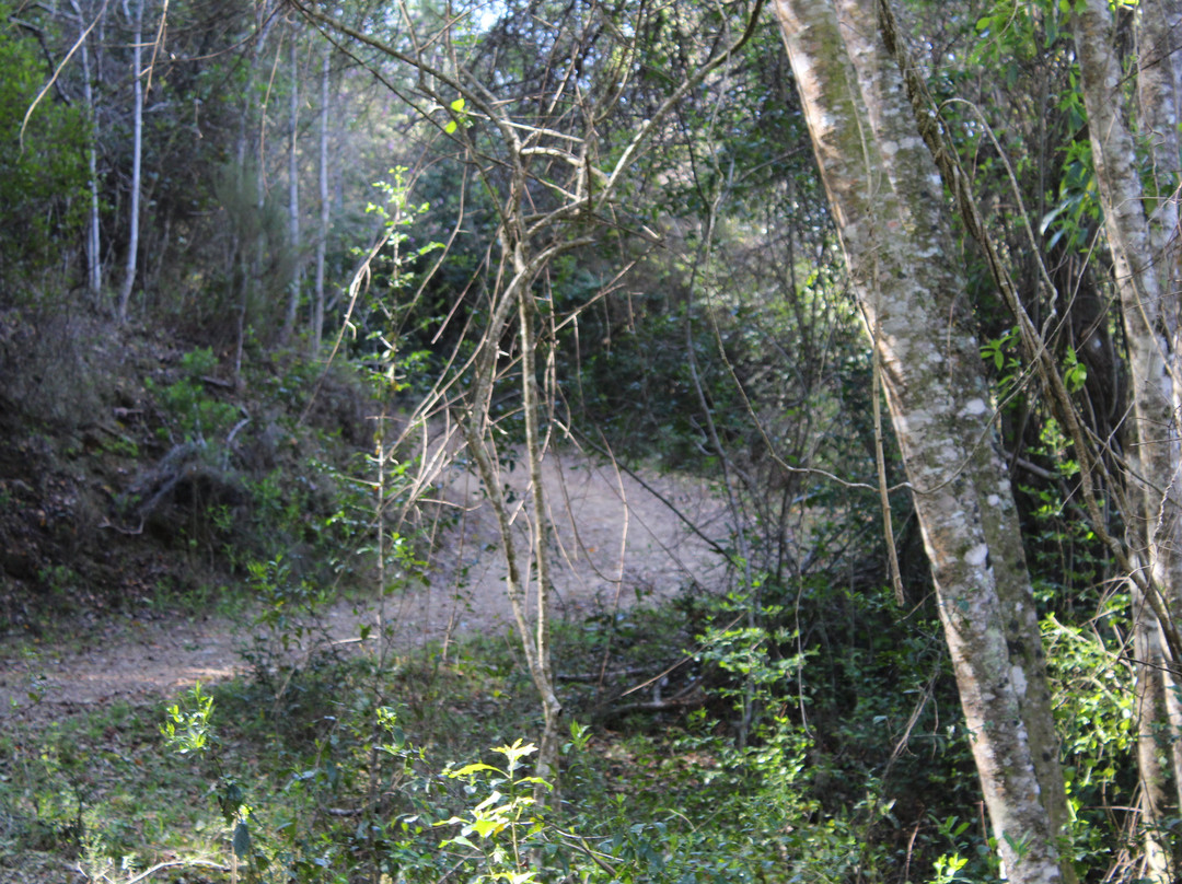 Ingwe Forest Adventures-普利登堡湾必去景点