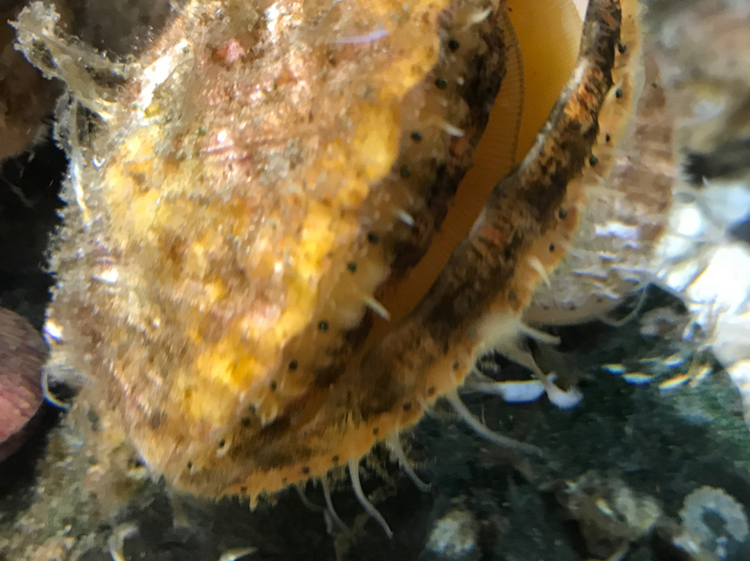 Discovery Passage Aquarium景点图片