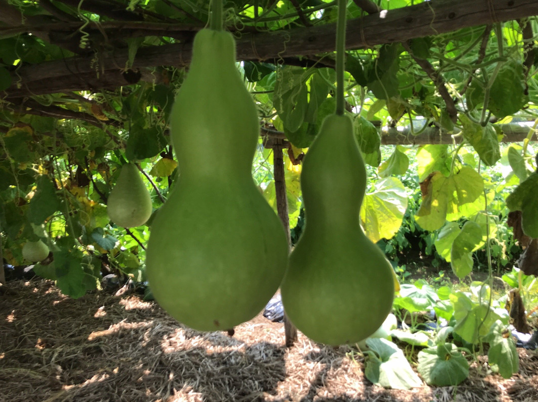 Tsunan Agriculture and Jomon Era Experience Training Hall Najomon-津南町必去景点