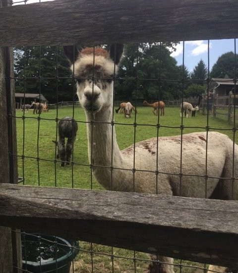 Faraway Farm Alpacas景点图片