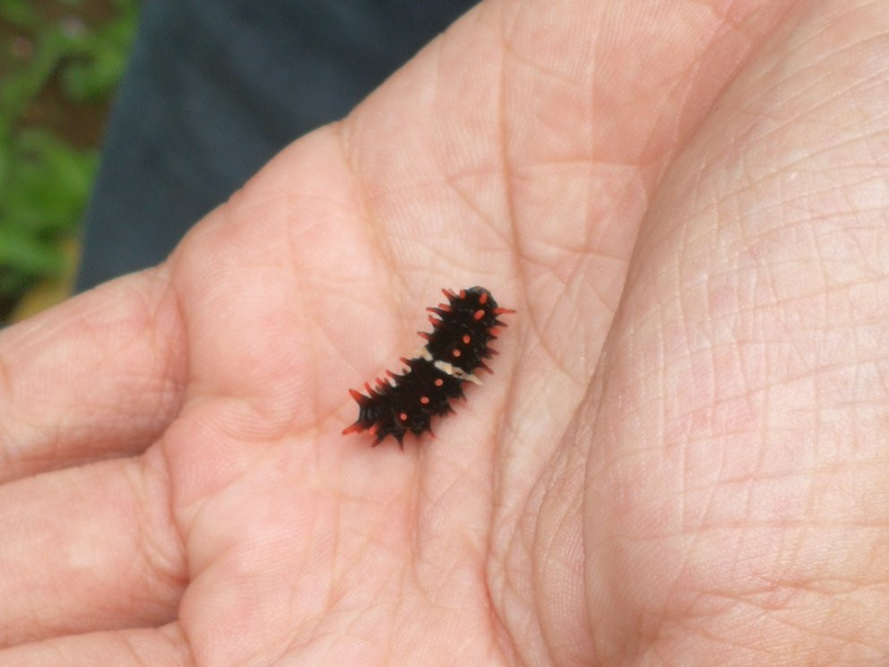 Paradizoo-Mendez必去景点