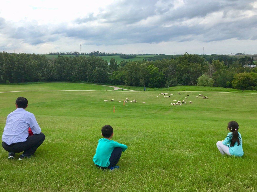 Visit the Sheep in Fort Saskatchewan-Fort Saskatchewan必去景点