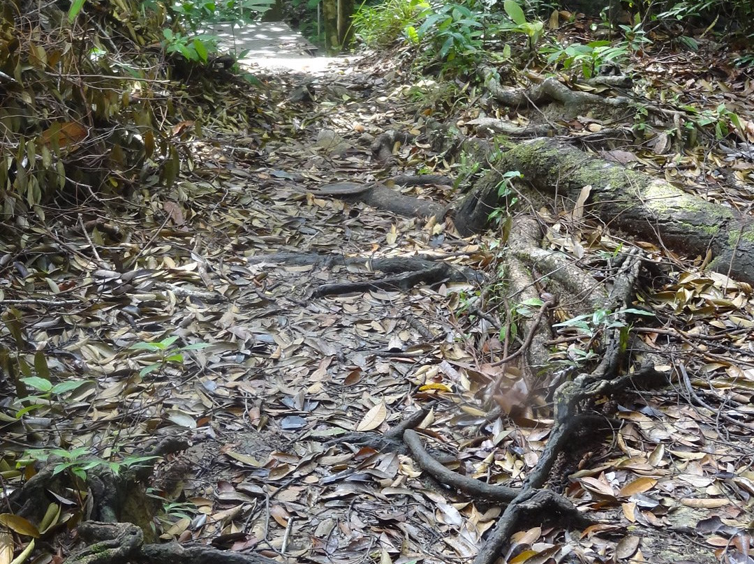 Teluk Bahang Forest Eco Park-丹容武雅必去景点