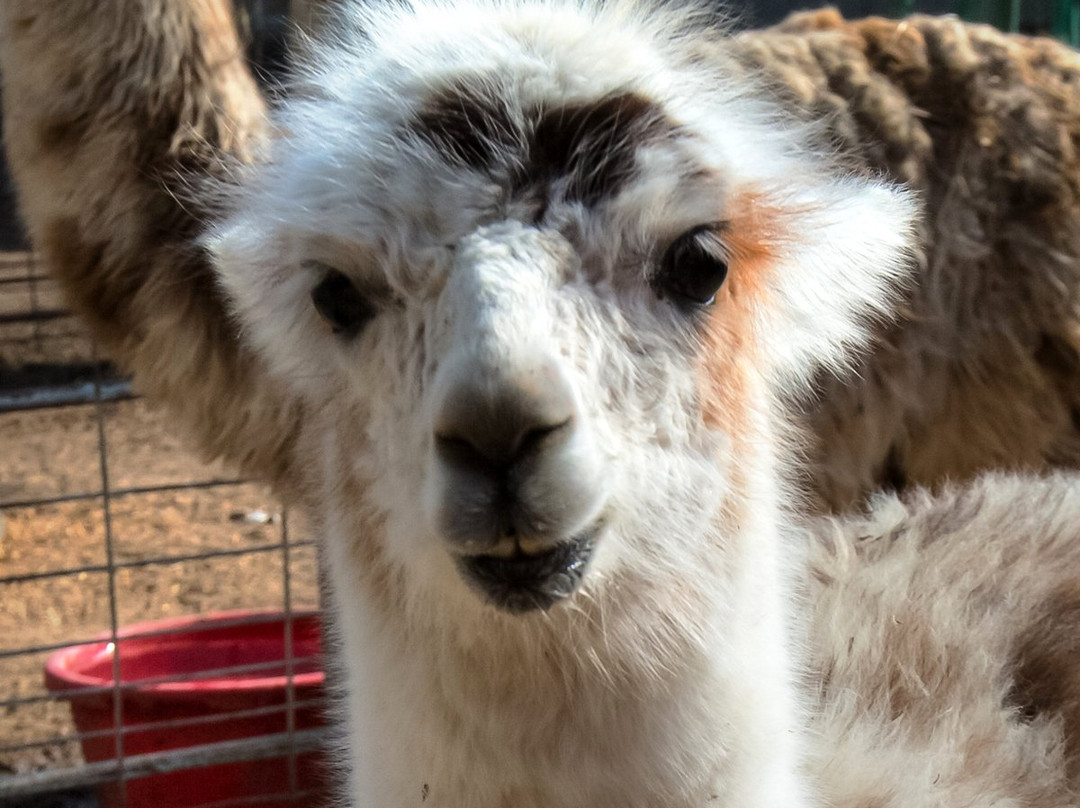 Hedrick's Exotic Animal Farm-Nickerson必去景点