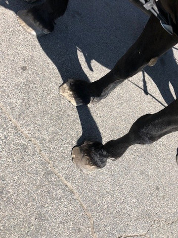 Absolute Prestige Limousine Wine Country Tours-Loma必去景点