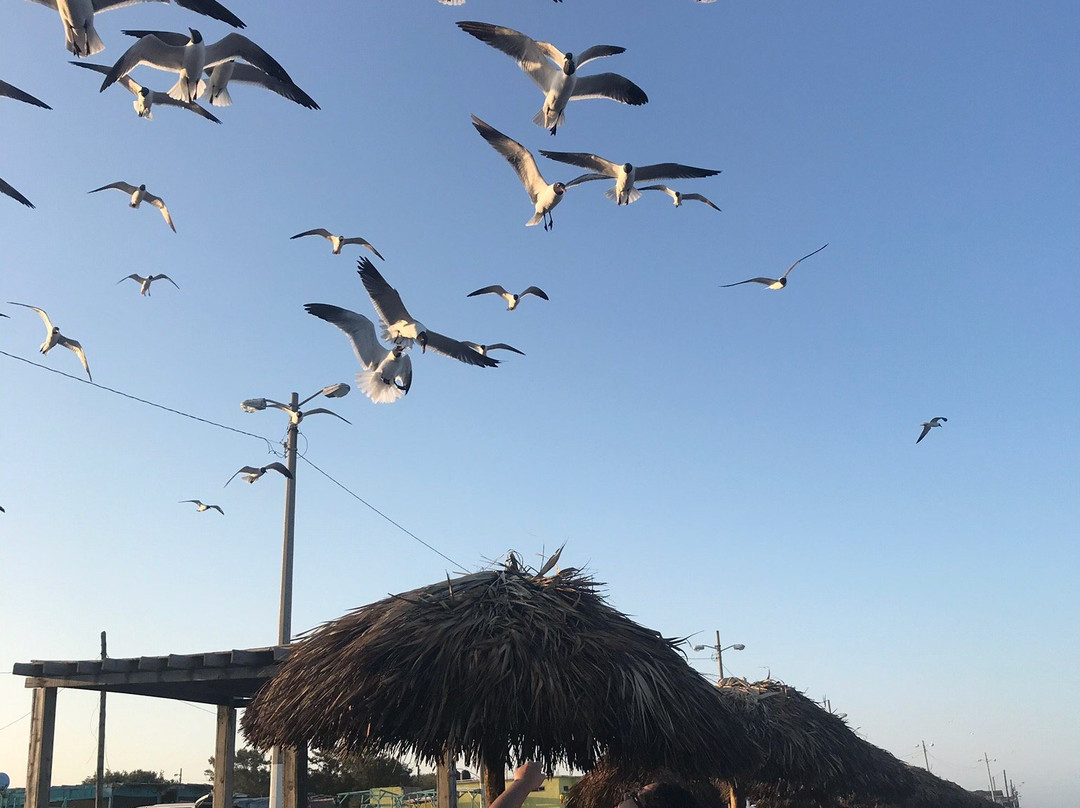 Playa Bagdad景点图片