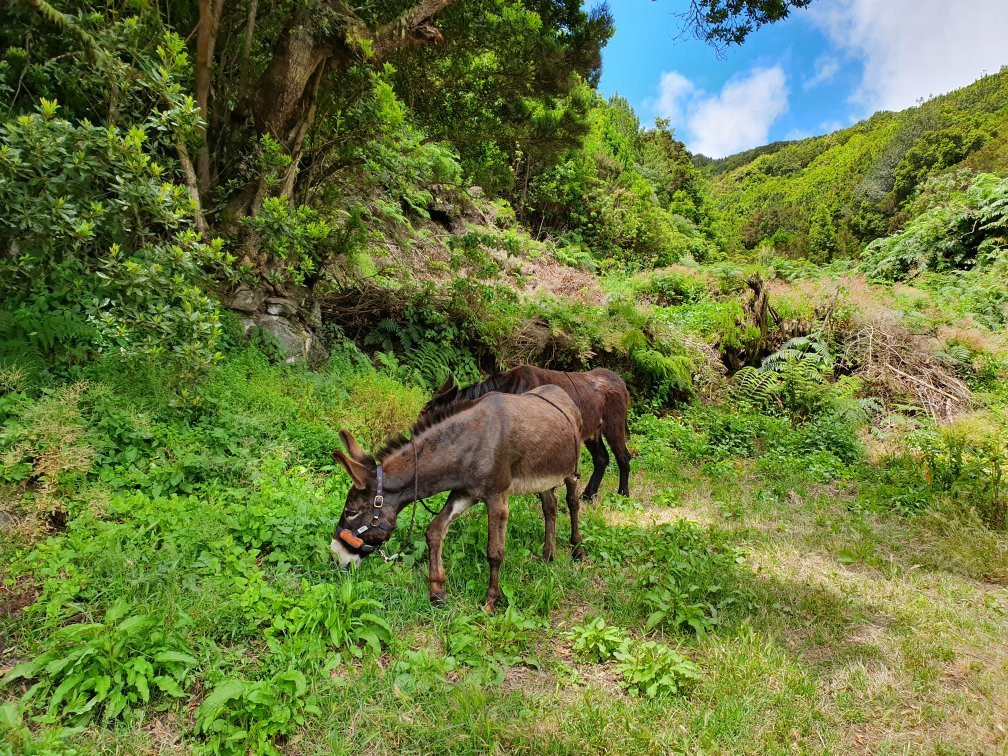 Eselwandern auf La Palma-Garafia必去景点
