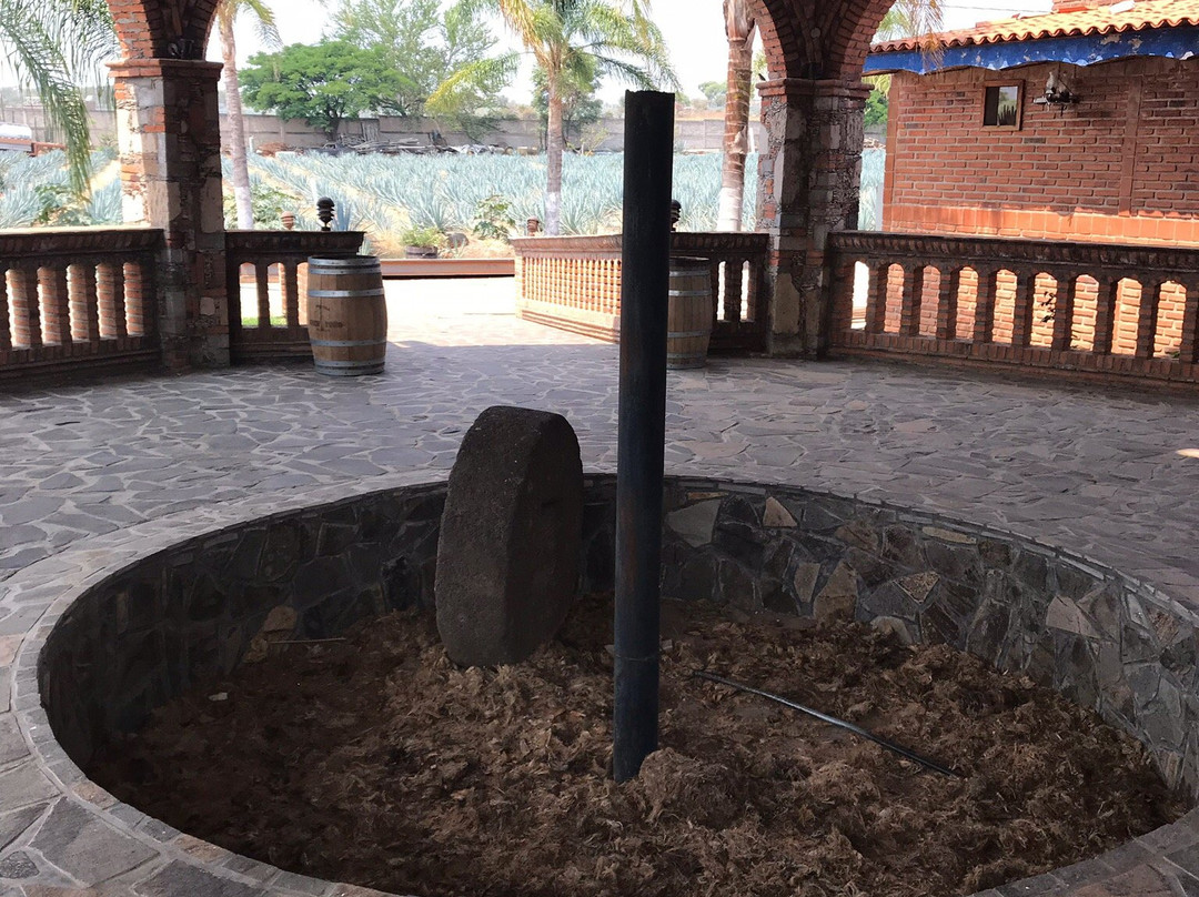 Mickey Marentes Tours & Experiences-特基拉必去景点