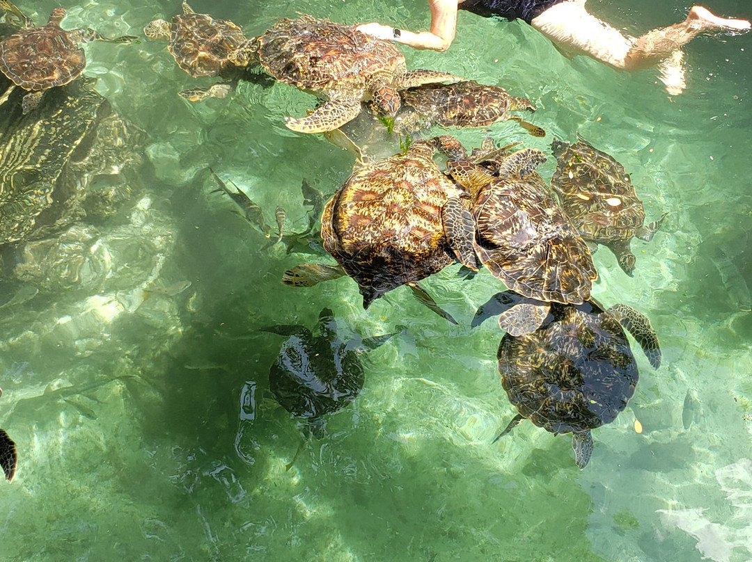Baraka Natural Aquarium - Nungwi-孥归必去景点