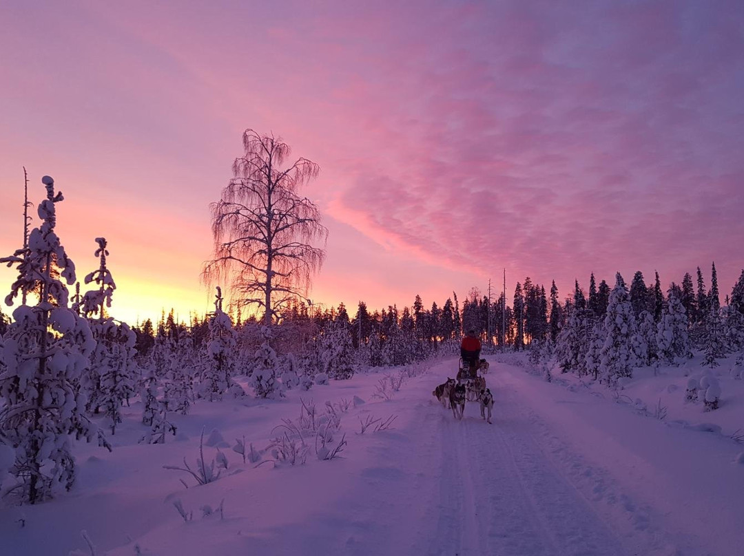 Arctic Husky Farm-Pelkosenniemi必去景点