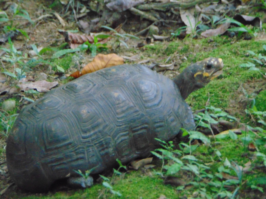 Jardin Botanico Eloy Valenzuela-Floridablanca必去景点