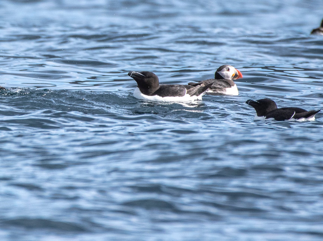 Puffin Safari景点图片