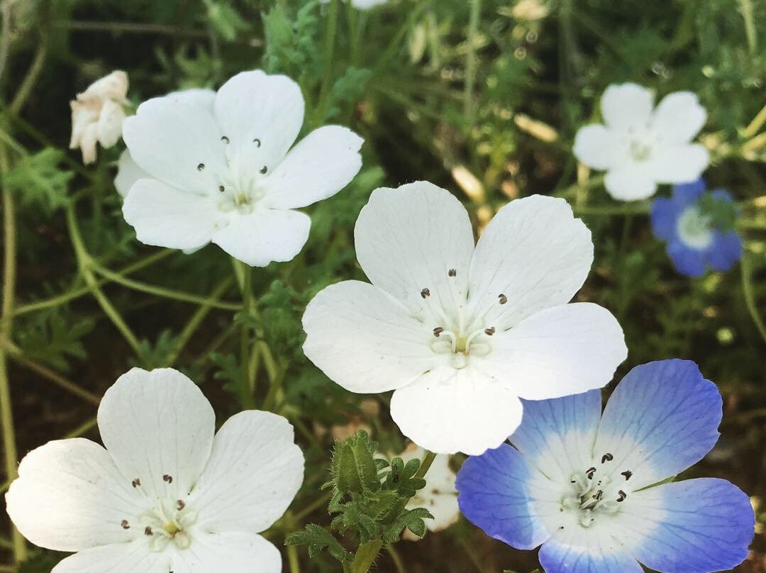 Sakura Hiroba-习志野市必去景点