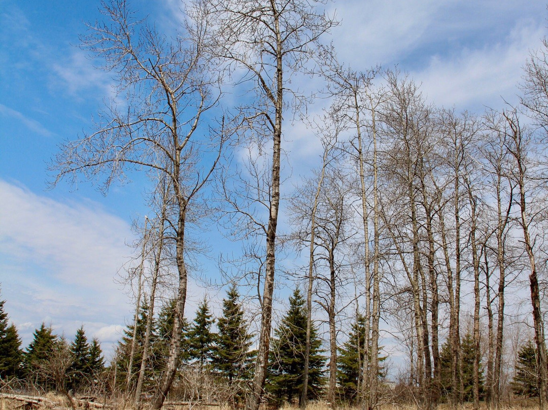 Mission Island Marsh Conservation Area-桑德贝必去景点