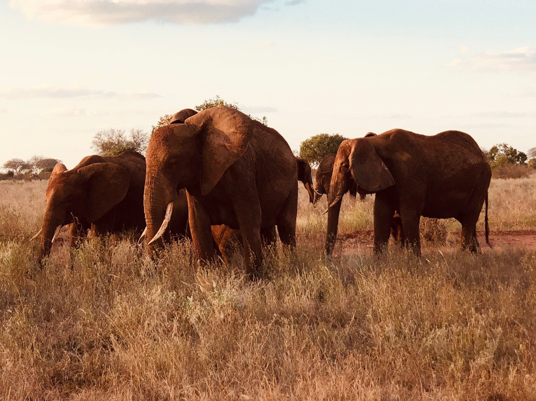 Tsavo East景点图片