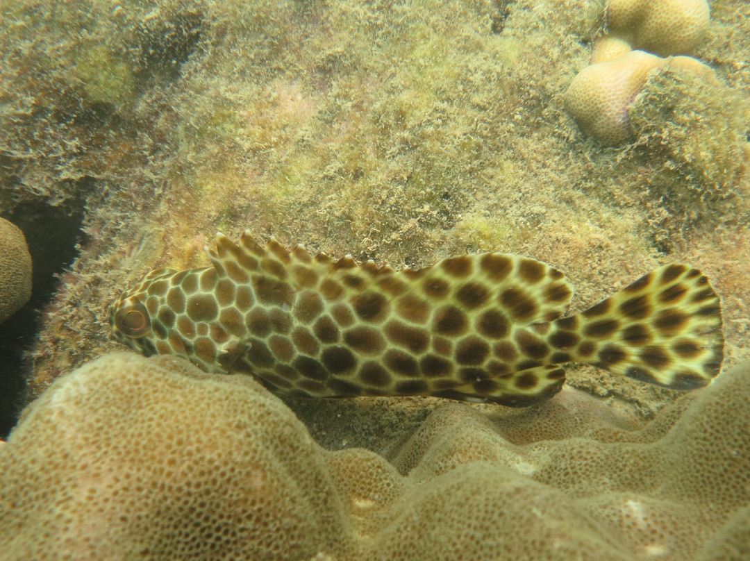 Dive Seacret-玛岛必去景点