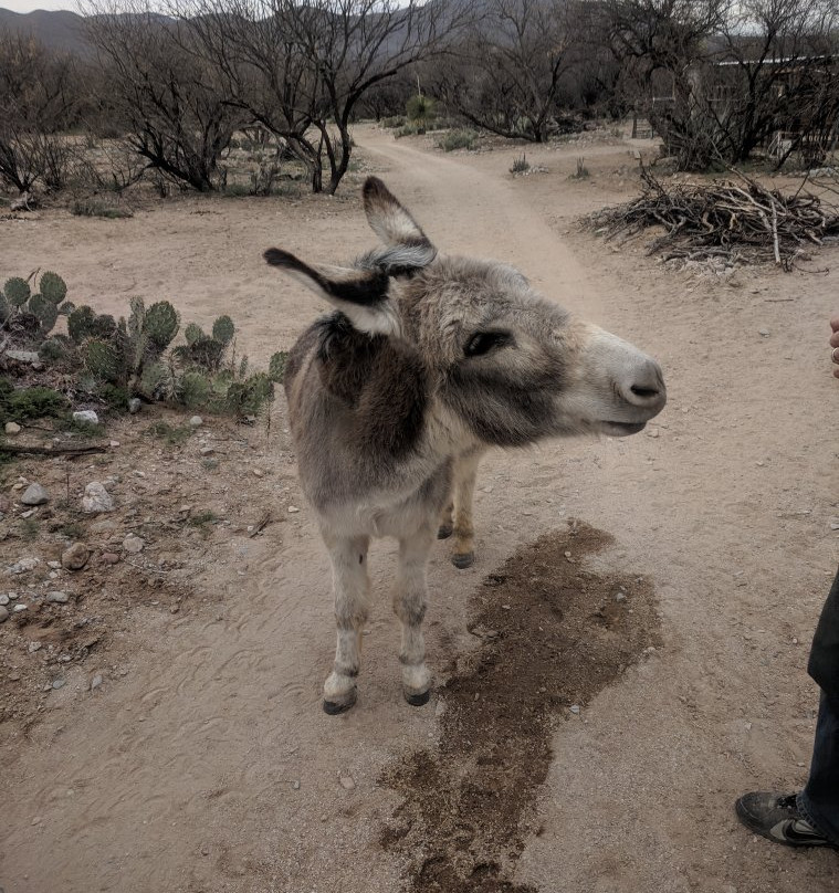 Forever Home Donkey Rescue景点图片