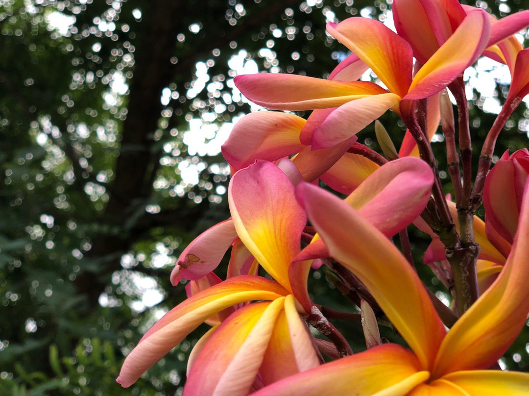 Parque Germania-阿雷格里港必去景点