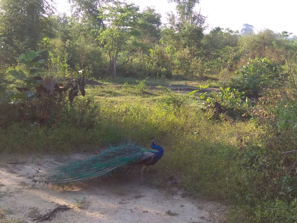 Ceylon Nature Tours景点图片