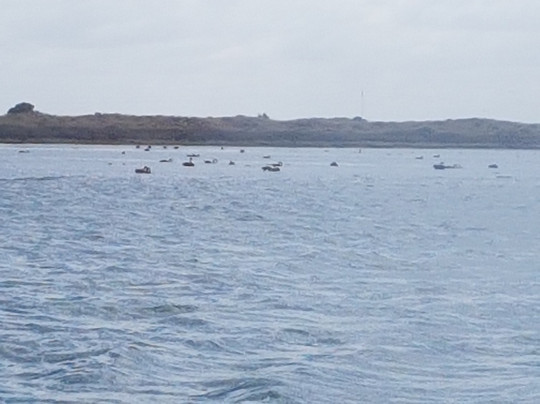 Cruise The Coorong-Goolwa必去景点