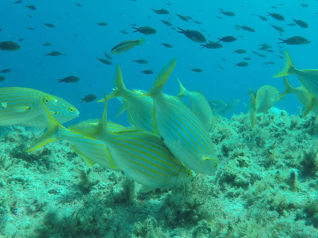 Batrakos Diving-Castelsardo必去景点