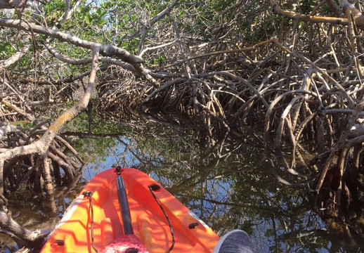 Big Pine Kayak Adventures-Big Pine Key必去景点