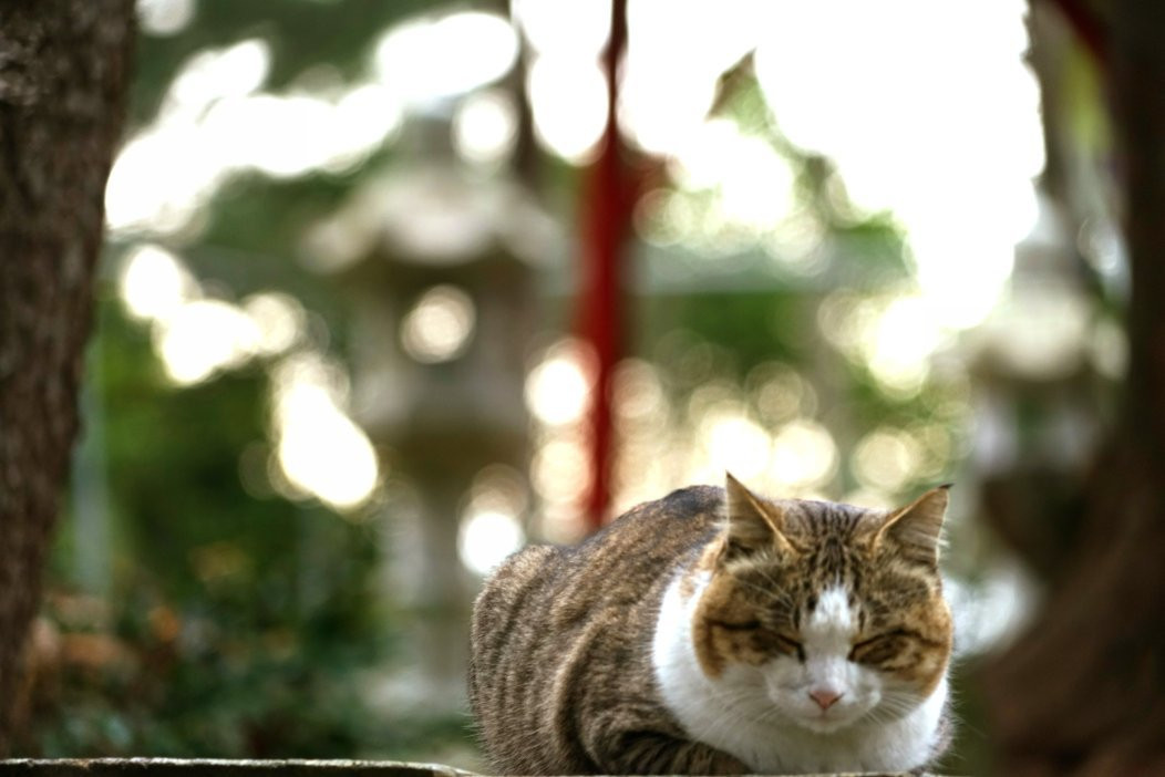 Terushima Shrine-市来串木野市必去景点