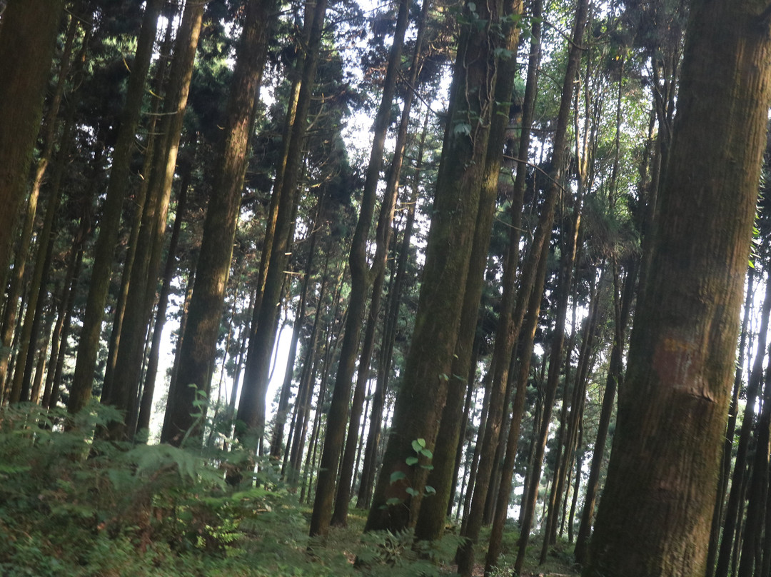 Mahananda Wildlife Sanctuary-大吉岭必去景点