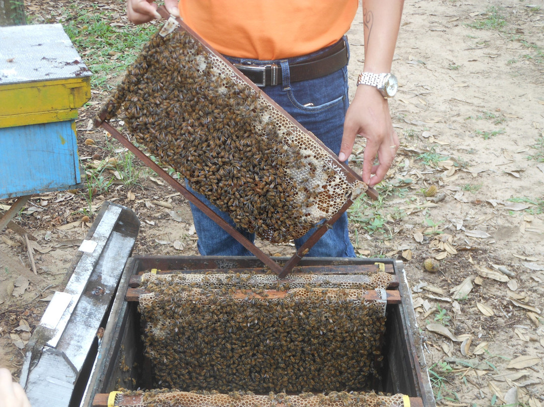富国岛蜜蜂农场景点图片