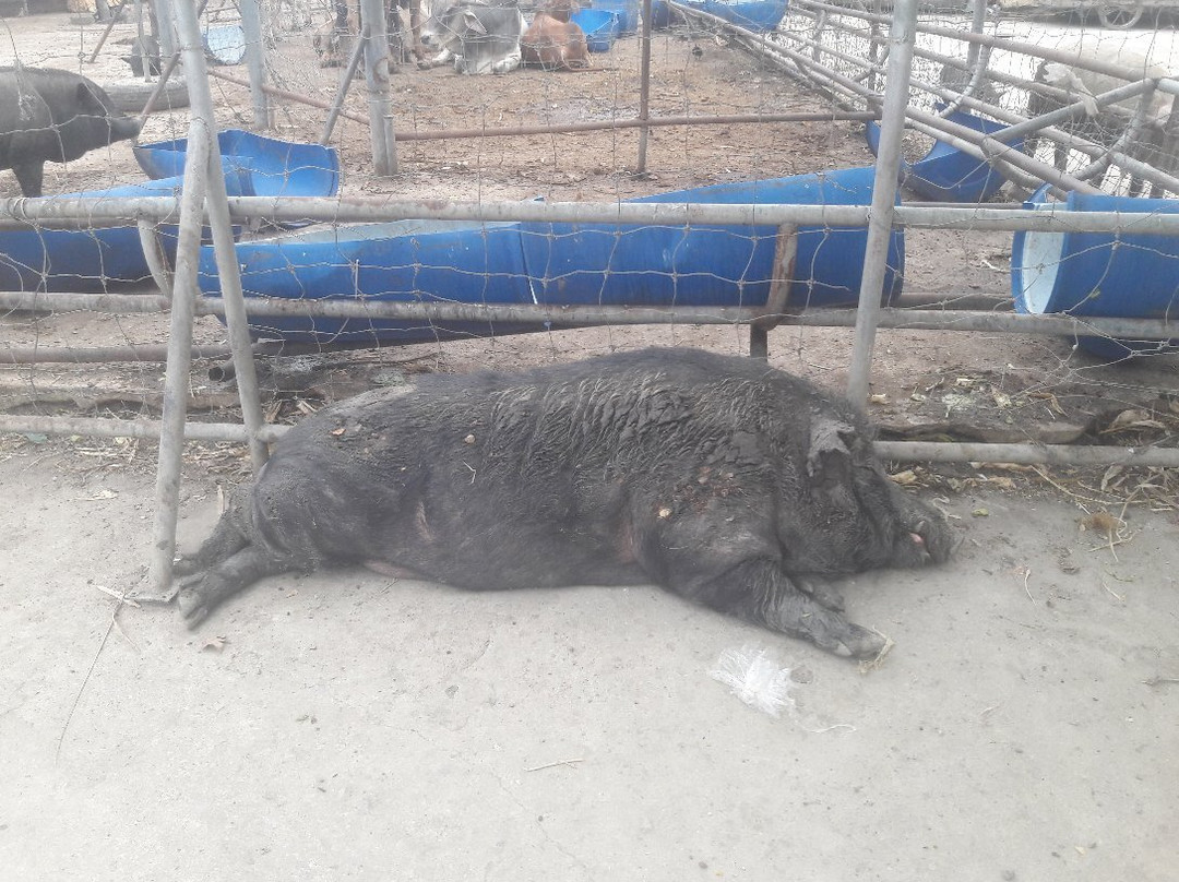 Wat King Kaew-Racha Thewa必去景点