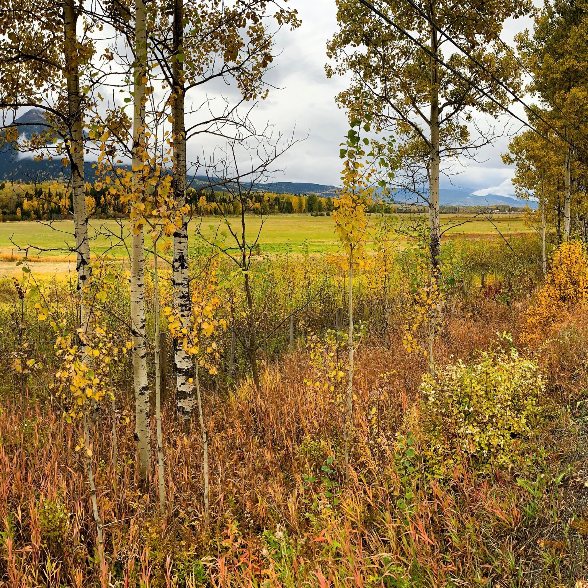 Fireweed Motel-官方