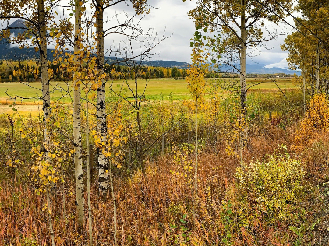 Fireweed Motel主图