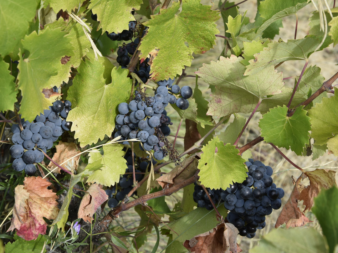 Domaine Beauvalcinte-Suzette必去景点
