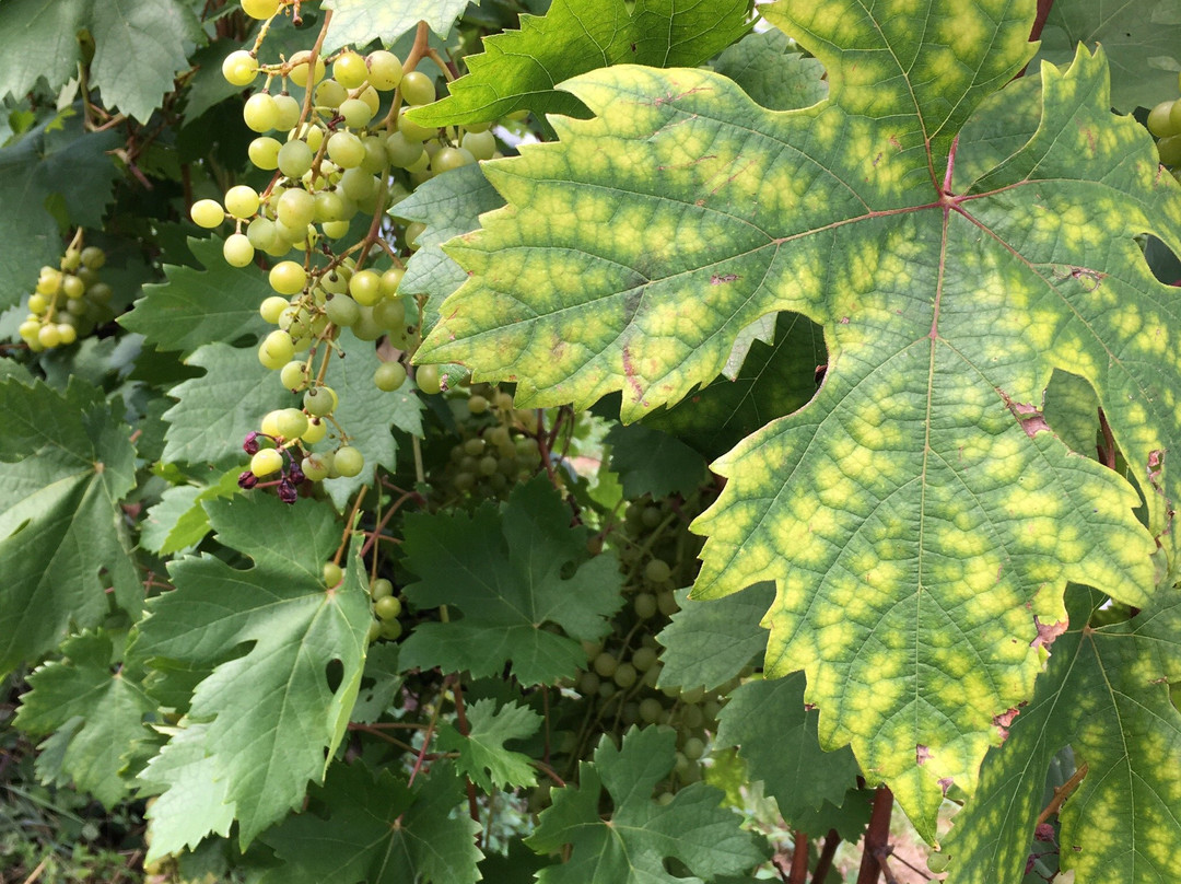 Tamba Wine-京丹波町必去景点