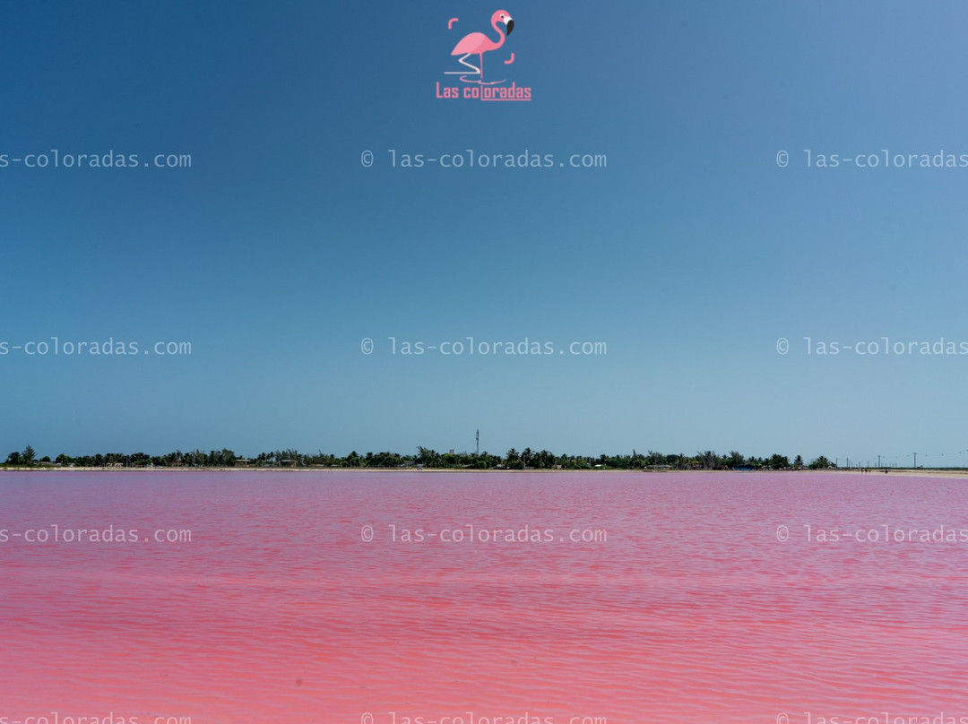 Las Coloradas Tours-普拉亚德尔卡曼必去景点