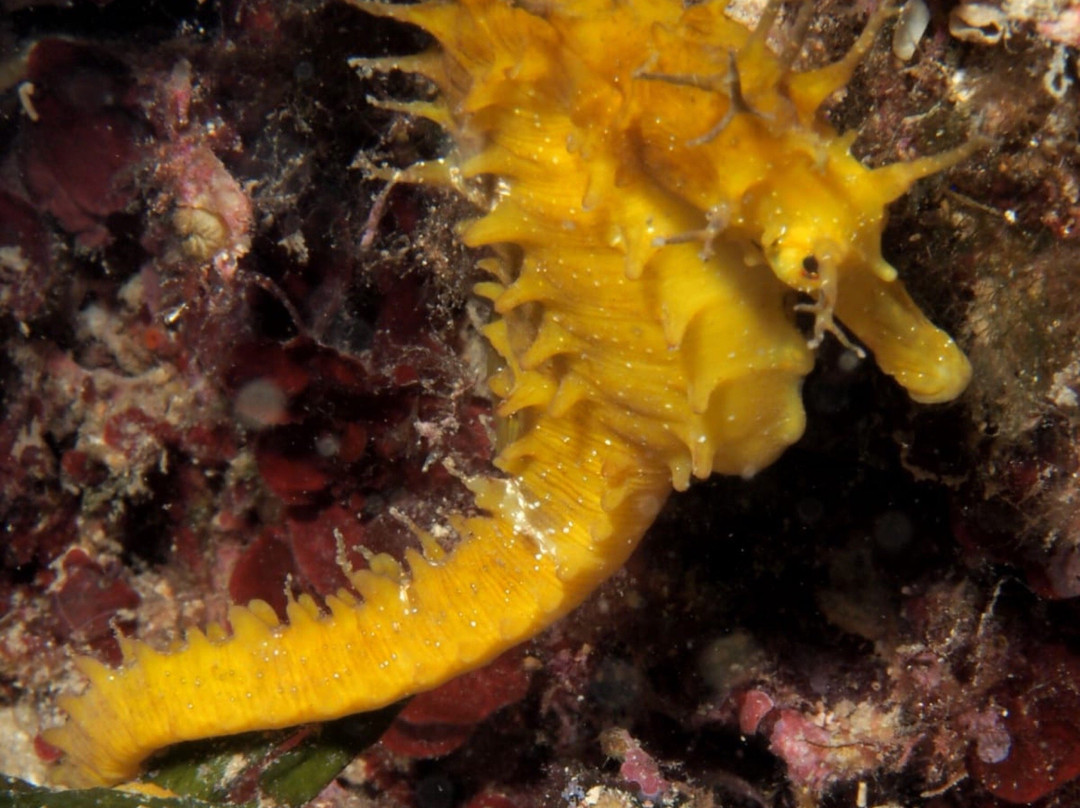 Oltremare Diving Center-纳尔德奥必去景点