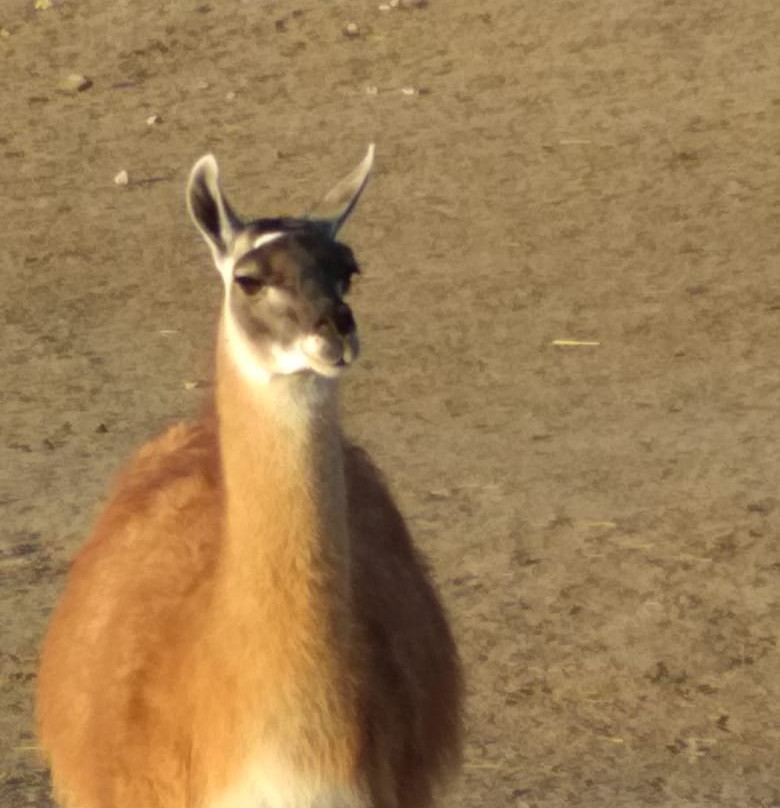 Antelope Park Safari Ranch景点图片