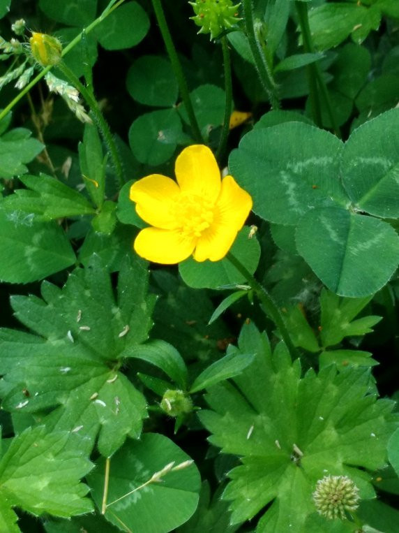 Rood Bridge Park-希尔斯伯勒必去景点