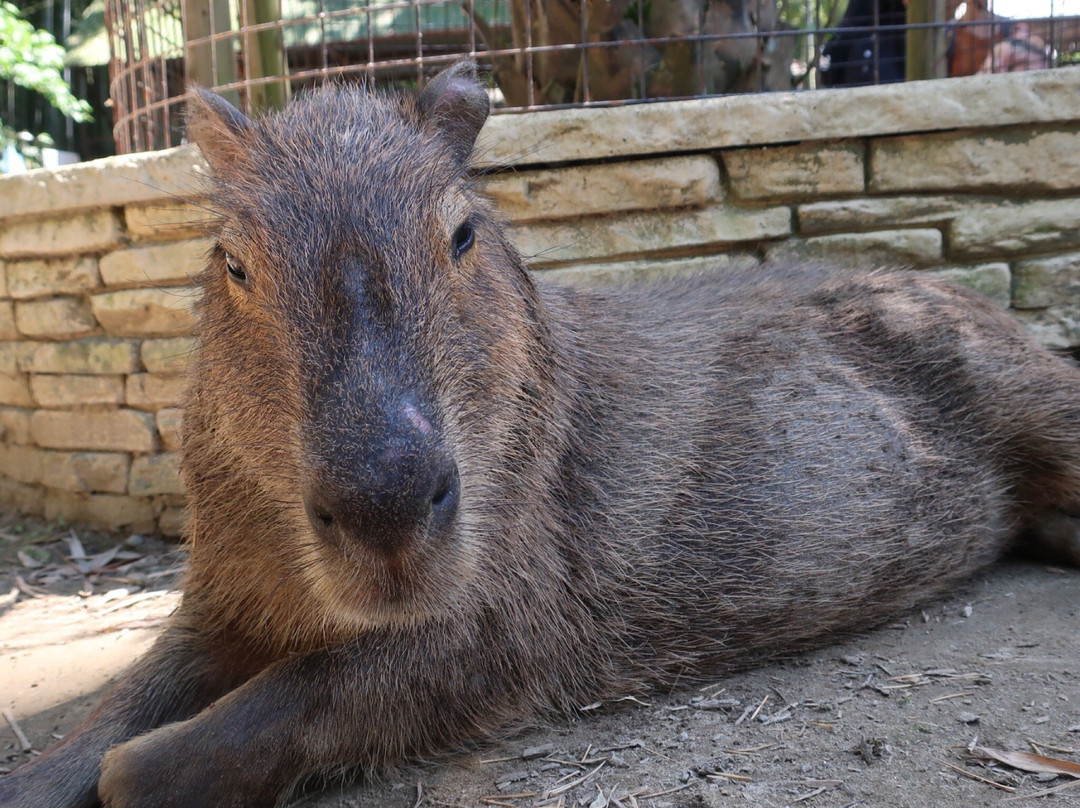 Sayuri World-市原市必去景点