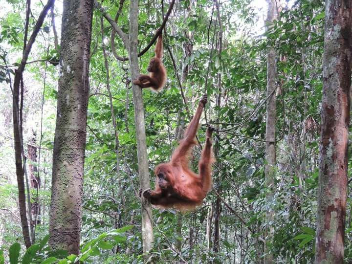 Sumatra Jungle Trek景点图片