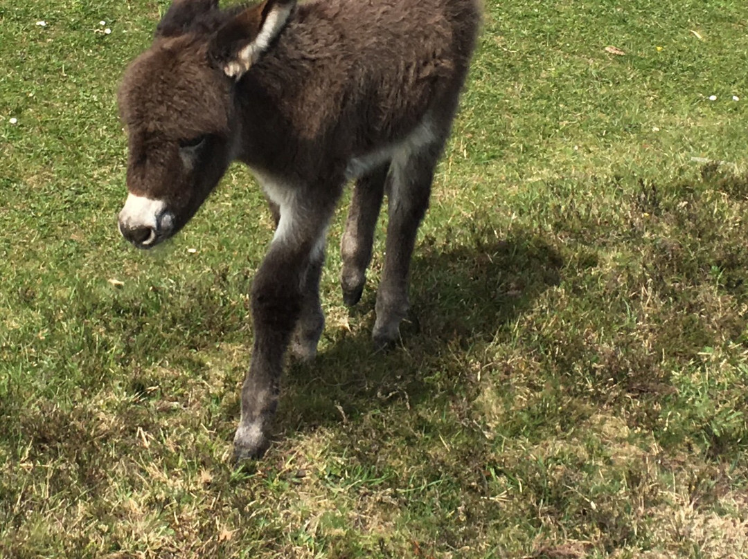 Peel House Bed & Breakfast主图