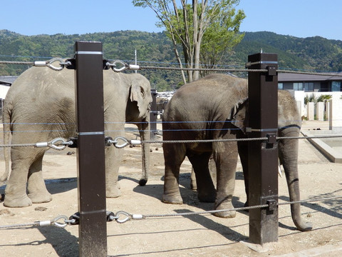 京都市动物园-京都市必去景点