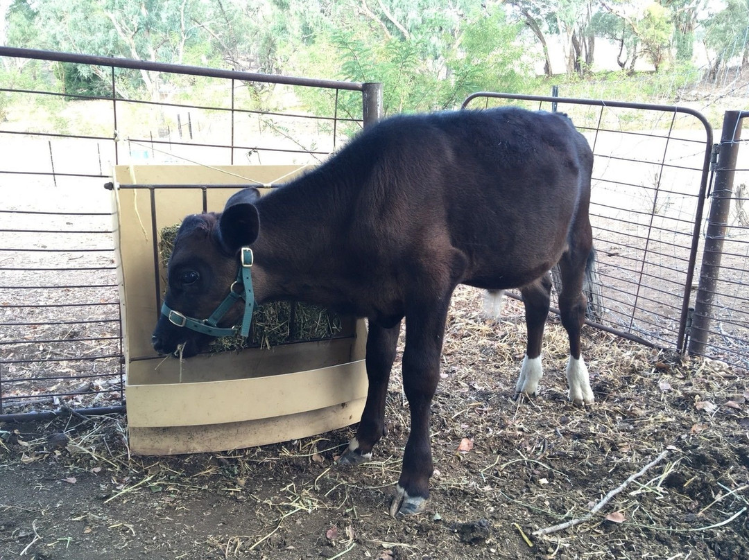 Outback Pony Rides景点图片