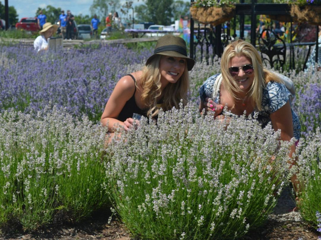 Serenity Lavender Farm-Harrow必去景点