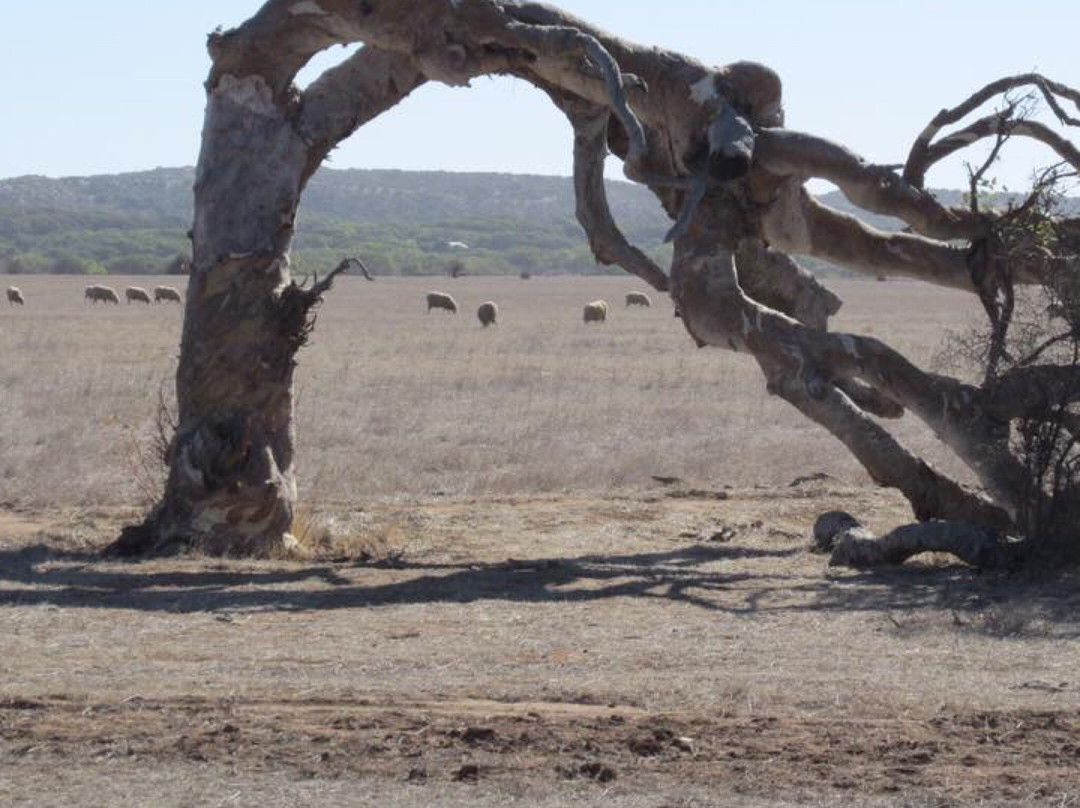 The Leaning Trees-Greenough必去景点