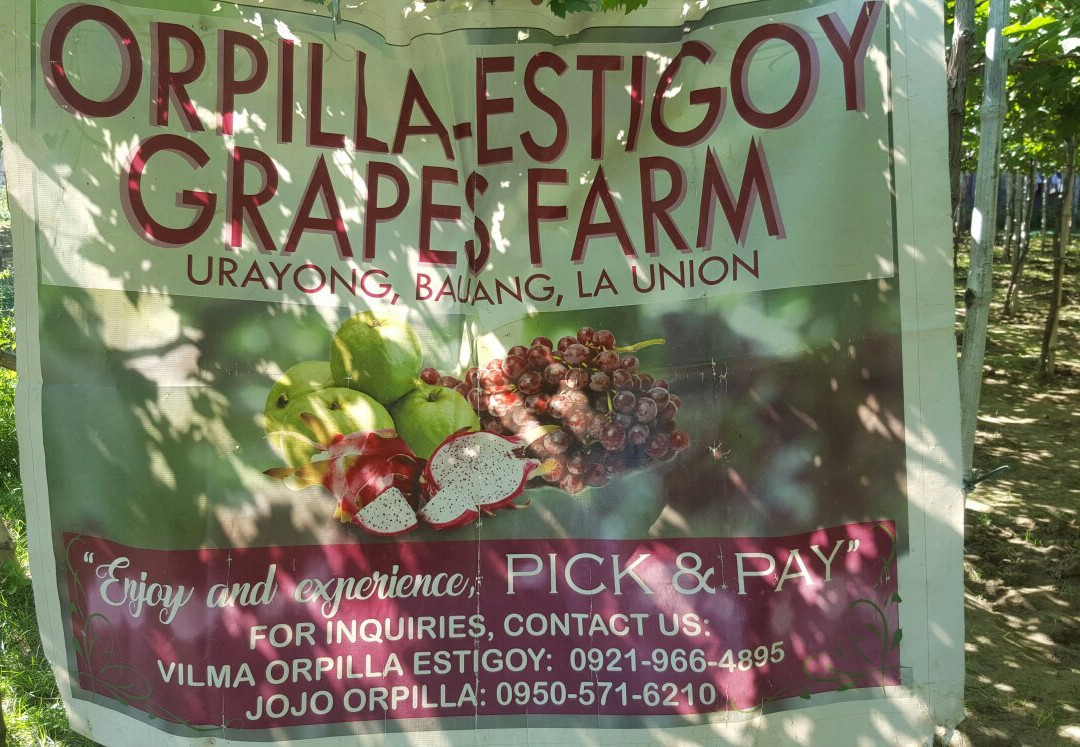 Orpilla-Estigoy Grapes Farm景点图片