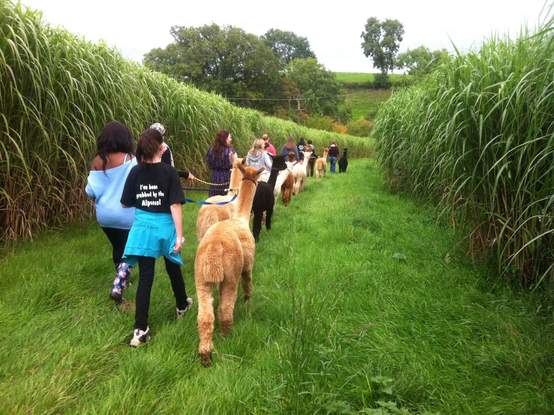 Temevale Alpacas景点图片