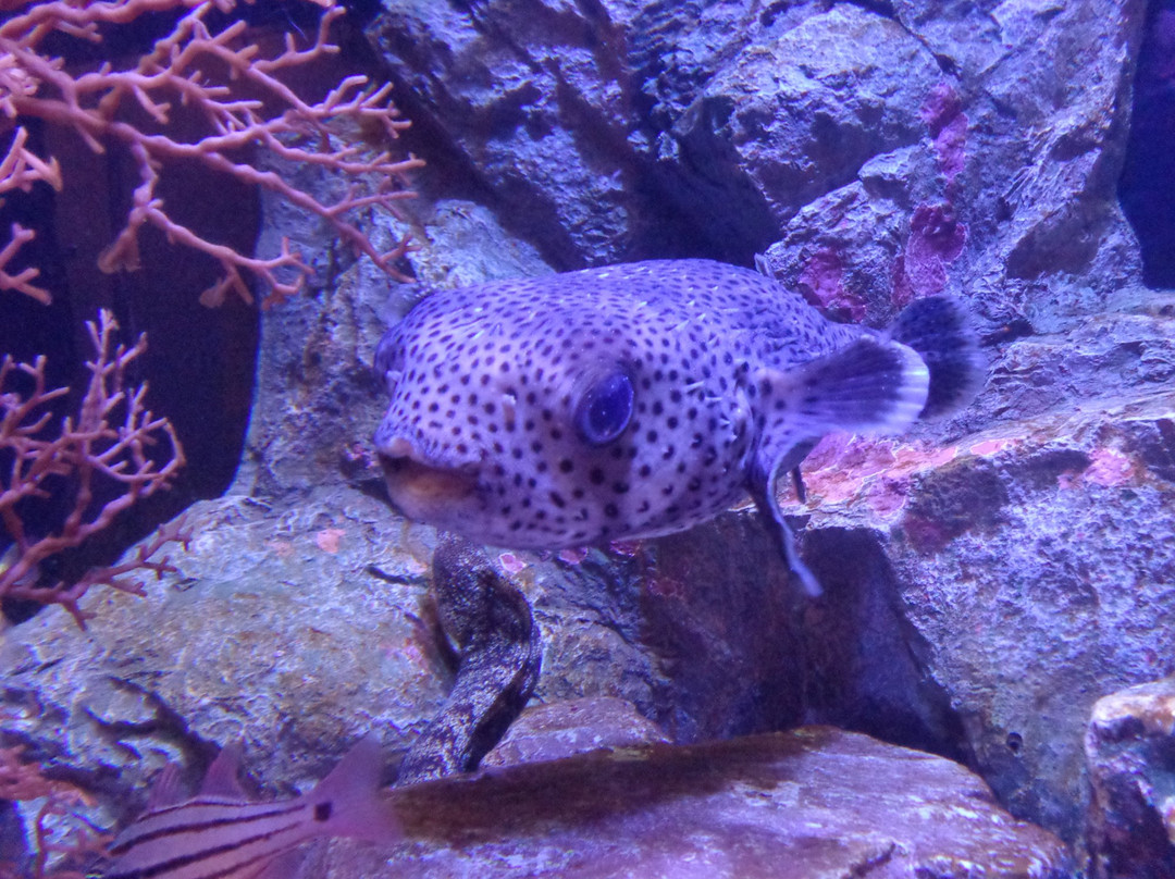 Moguranpia Machinaka Aquarium-久慈市必去景点