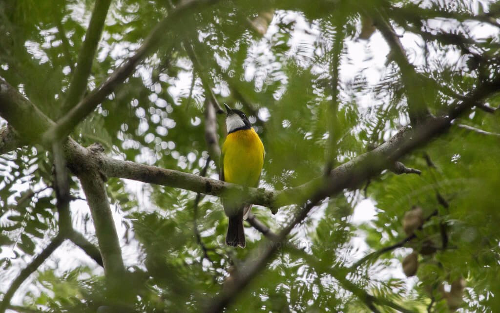 Flores Bird Watching Tour景点图片
